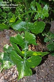 Attēlu rezultāti vaicājumam “Sonchus oleraceus leaf”