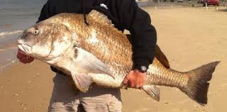 Image result for Pogonias cromis