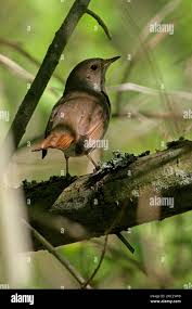 Image result for Luscinia luscinia