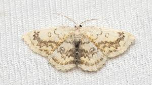Attēlu rezultāti vaicājumam “Cyclophora annularia”