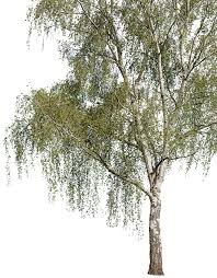 Attēlu rezultāti vaicājumam “Betula”