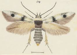 Attēlu rezultāti vaicājumam “Scythrididae”