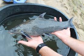 Image result for Cycleptus elongatus