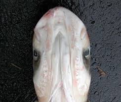 Image result for Cyprinus megalophthalmus