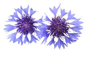 Attēlu rezultāti vaicājumam “Cyanus segetum”