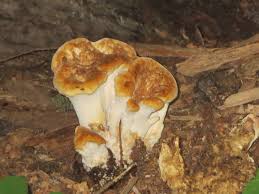 Attēlu rezultāti vaicājumam “Bondarzewia mesenterica”