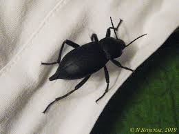 Attēlu rezultāti vaicājumam “Blaps mortisaga”