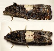 Attēlu rezultāti vaicājumam “Epinotia immundana”