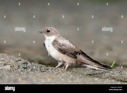 Image result for Ptyonoprogne rupestris