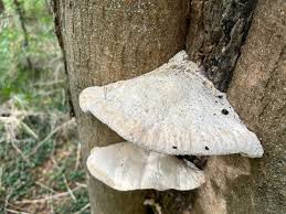 Attēlu rezultāti vaicājumam “Diplomitoporus flavescens”