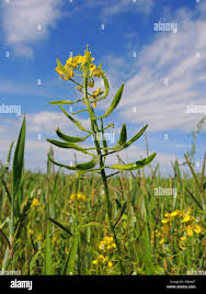 Attēlu rezultāti vaicājumam “Sinapis alba flower”