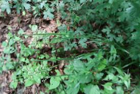 Attēlu rezultāti vaicājumam “Luzula luzuloides fruit”