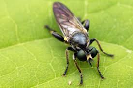 Attēlu rezultāti vaicājumam “Choerades sp.”