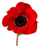 Poppy : PA Legion Auxiliary