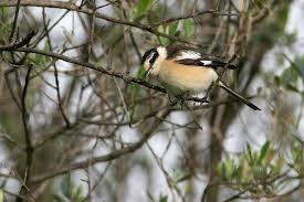 Image result for Lanius nubicus