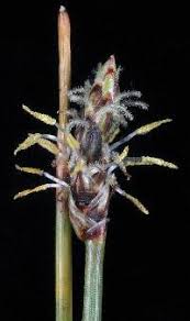 Attēlu rezultāti vaicājumam “Eleocharis uniglumis flower”