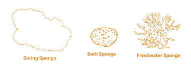 Attēlu rezultāti vaicājumam “Spongia”