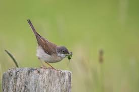 Attēlu rezultāti vaicājumam “Sylvia communis”