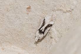 Attēlu rezultāti vaicājumam “Carpatolechia alburnella”