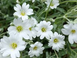 Attēlu rezultāti vaicājumam “Cerastium tomentosum leaf”