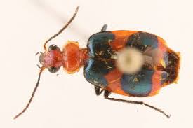 Attēlu rezultāti vaicājumam “Lebia chlorocephala”