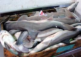 Image result for Mustelus asterias