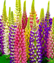 Attēlu rezultāti vaicājumam “Lupinus polyphyllus flower”