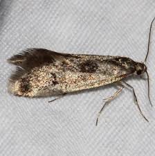 Attēlu rezultāti vaicājumam “Coleophoridae”