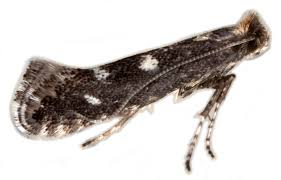 Attēlu rezultāti vaicājumam “Parornix anglicella”