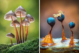 Attēlu rezultāti vaicājumam “fungi”