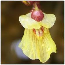 Attēlu rezultāti vaicājumam “Utricularia minor flower”