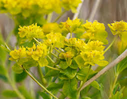 Attēlu rezultāti vaicājumam “Euphorbia palustris flower”