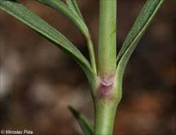Attēlu rezultāti vaicājumam “Gypsophila fastigiata leaf”