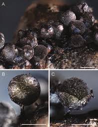 Attēlu rezultāti vaicājumam “Lamproderma ovoideum spores”