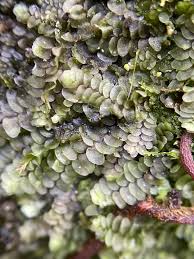 Attēlu rezultāti vaicājumam “Calypogeia integristipula”