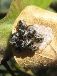 Attēlu rezultāti vaicājumam “Strongylosoma pallipes”