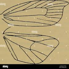 Attēlu rezultāti vaicājumam “Ancylis myrtillana”