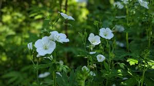 Attēlu rezultāti vaicājumam “Geranium sylvaticum flower”