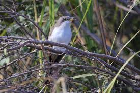 Image result for Coccyzus americanus