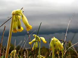 Attēlu rezultāti vaicājumam “Oenothera rubricauli flower”