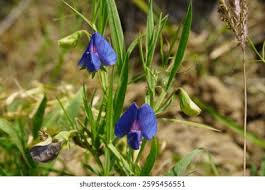 Attēlu rezultāti vaicājumam “Lathyrus sylvestris fruit”