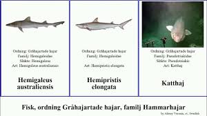 Image result for Paragaleus pectoralis