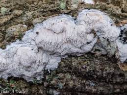 Attēlu rezultāti vaicājumam “Antrodia xantha”