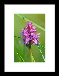 Attēlu rezultāti vaicājumam “Dactylorhiza traunsteineri”