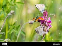 Attēlu rezultāti vaicājumam “Lycaena hippothoe underside”