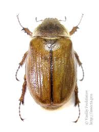 Attēlu rezultāti vaicājumam “Amphimallon solstitiale imago”