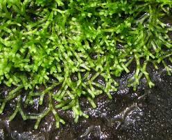 Attēlu rezultāti vaicājumam “Riccia fluitans”