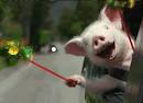 geico pig | Tumblr