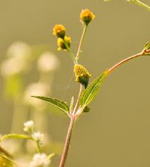 Attēlu rezultāti vaicājumam “Galinsoga quadriradiata flower”