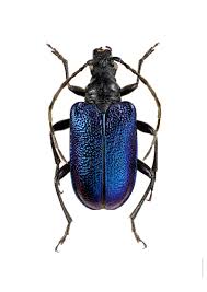 Attēlu rezultāti vaicājumam “Gaurotes virginea”